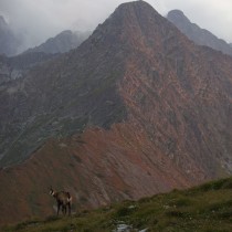 2011-05 Kozica i JagniÄ™cy szczyt